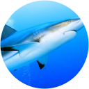 Lisa J profile picture